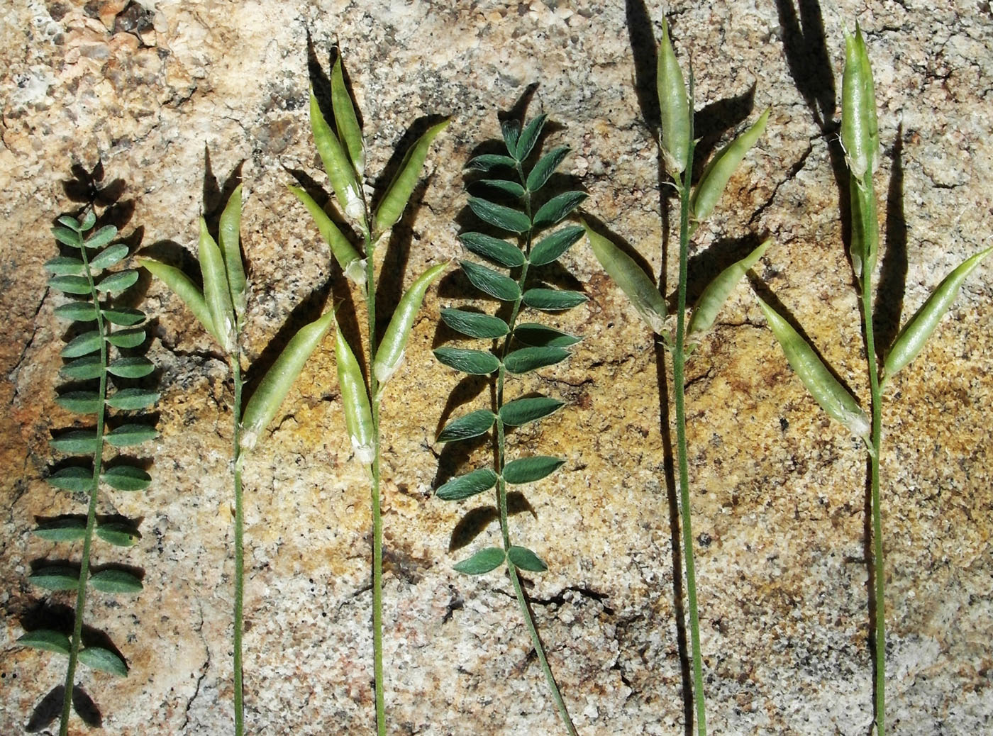 Image of Oxytropis brevicaulis specimen.