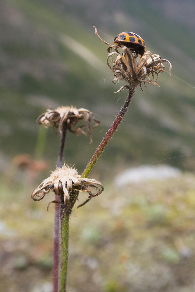 Image of genus Pilosella specimen.