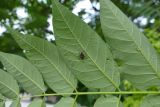 Ailanthus altissima. Часть листа с нижней стороны с клопом. Крым, Южный Берег, г. Алушта, в культуре. 13.07.2021.