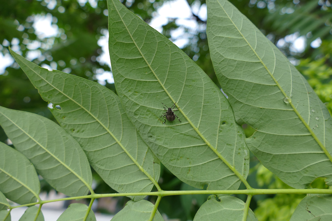 Изображение особи Ailanthus altissima.