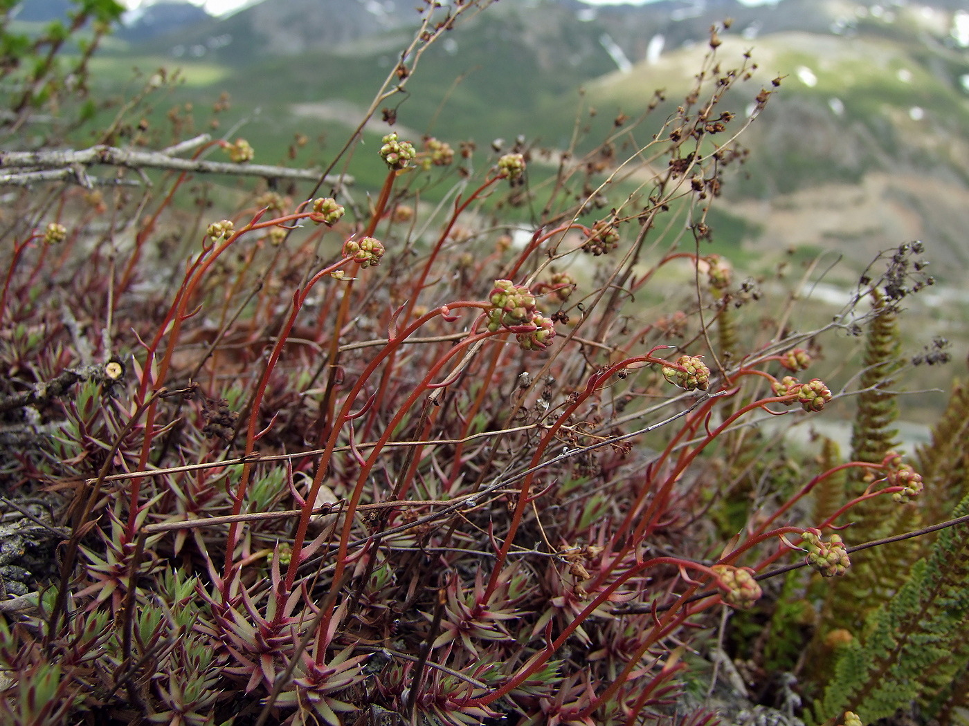 Изображение особи Saxifraga omolojensis.