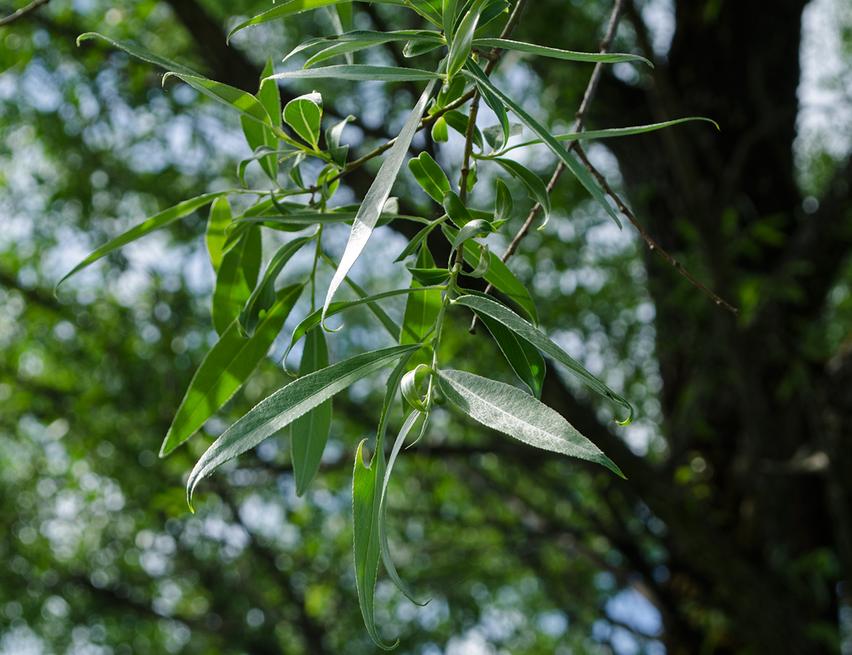 Image of Salix × fragilis specimen.