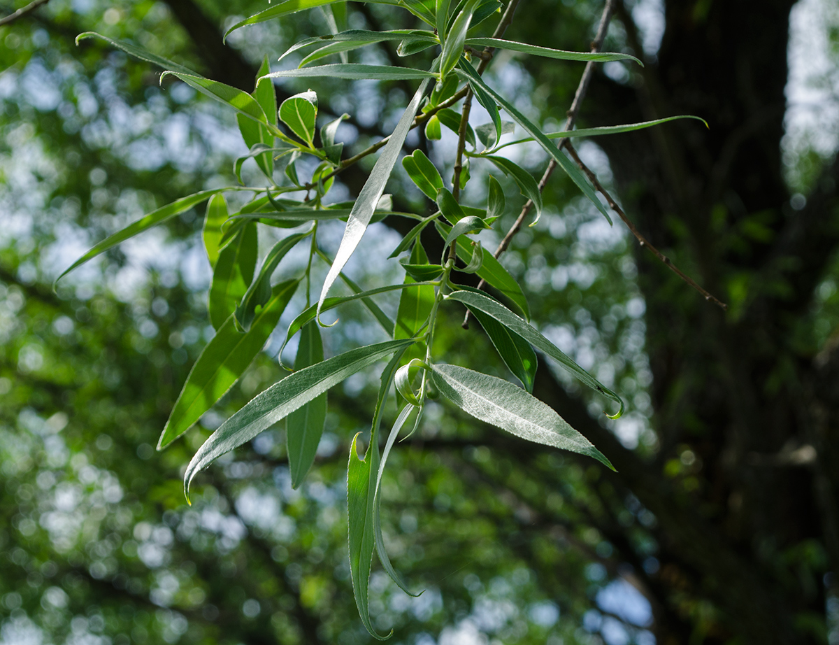 Image of Salix &times; fragilis specimen.