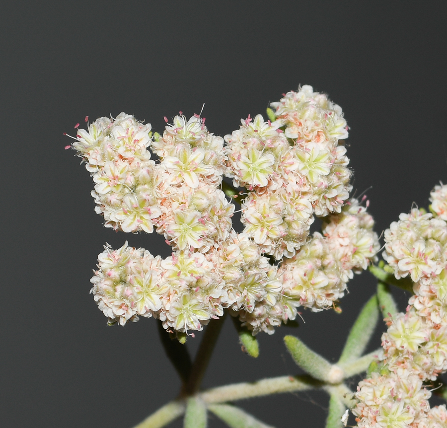 Изображение особи Eriogonum arborescens.