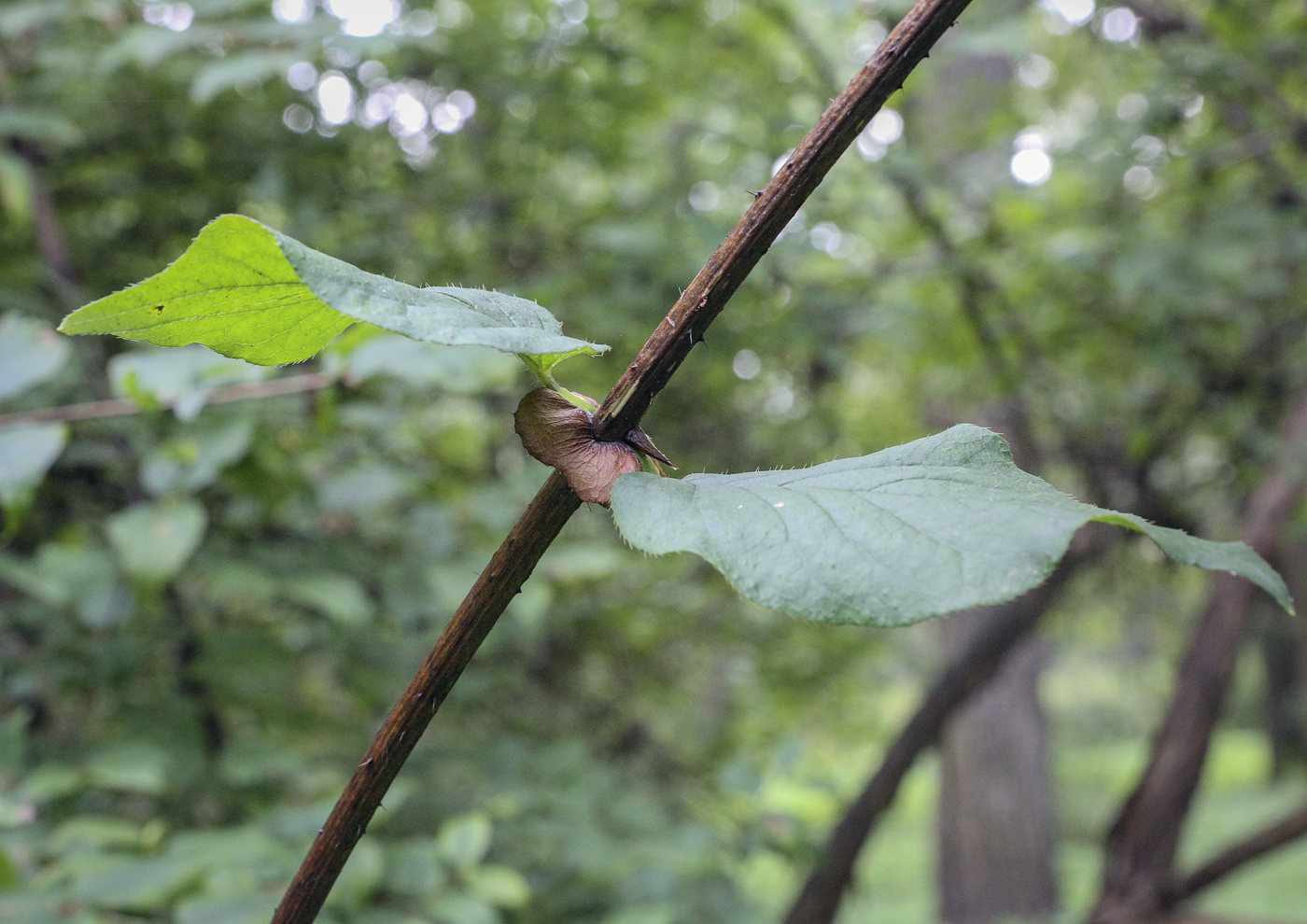 Image of Lonicera ferdinandi specimen.