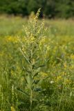 Verbascum lychnitis. Цветущее растение. Ростовская обл., Мясниковский р-н, окр. хут. Стоянов, степной склон. 27.06.2021.