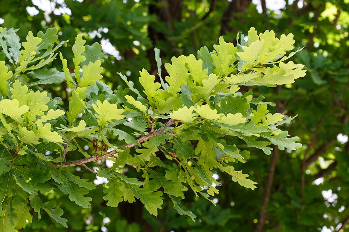 Image of Quercus robur specimen.