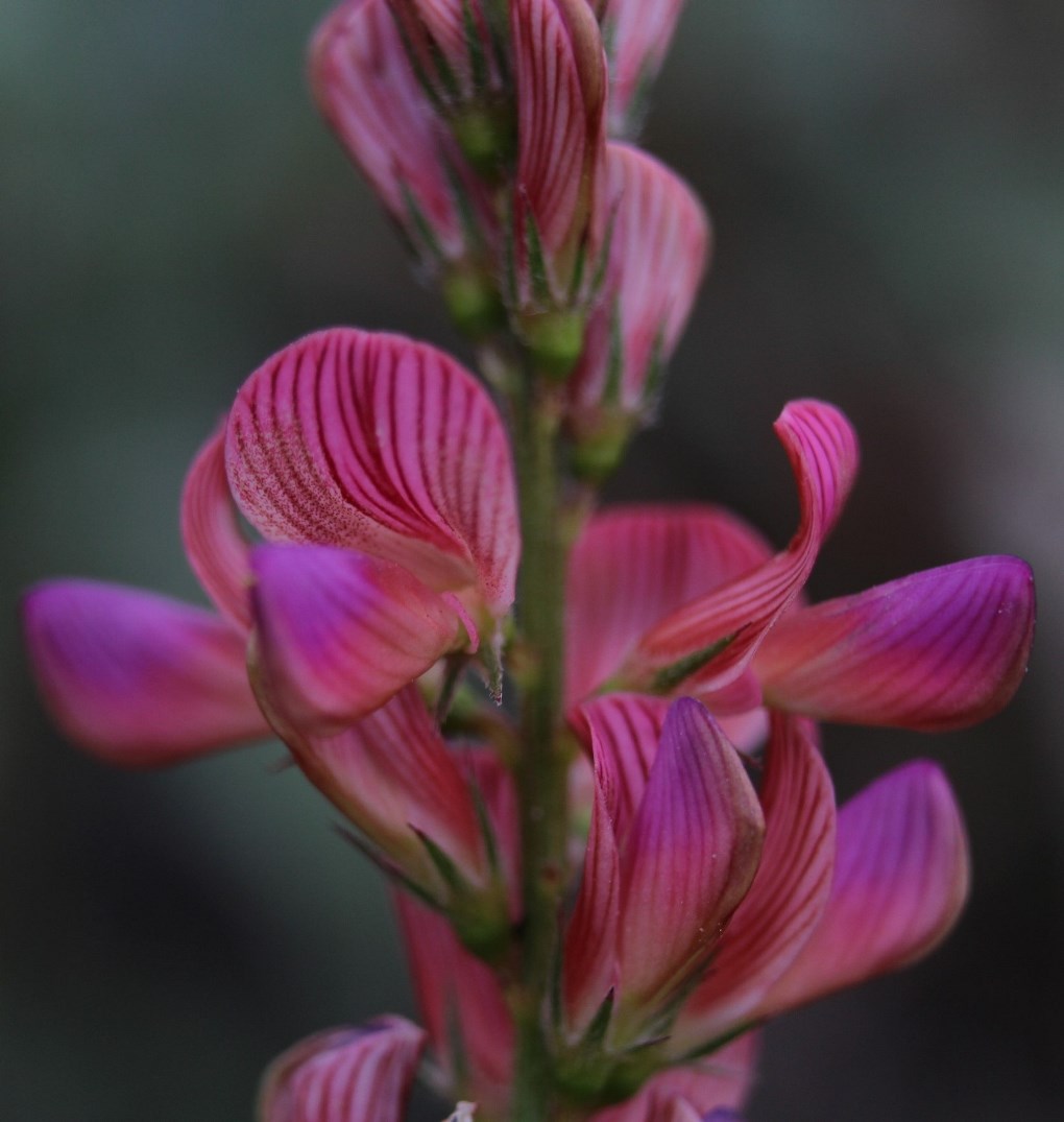 Image of Onobrychis sibirica specimen.