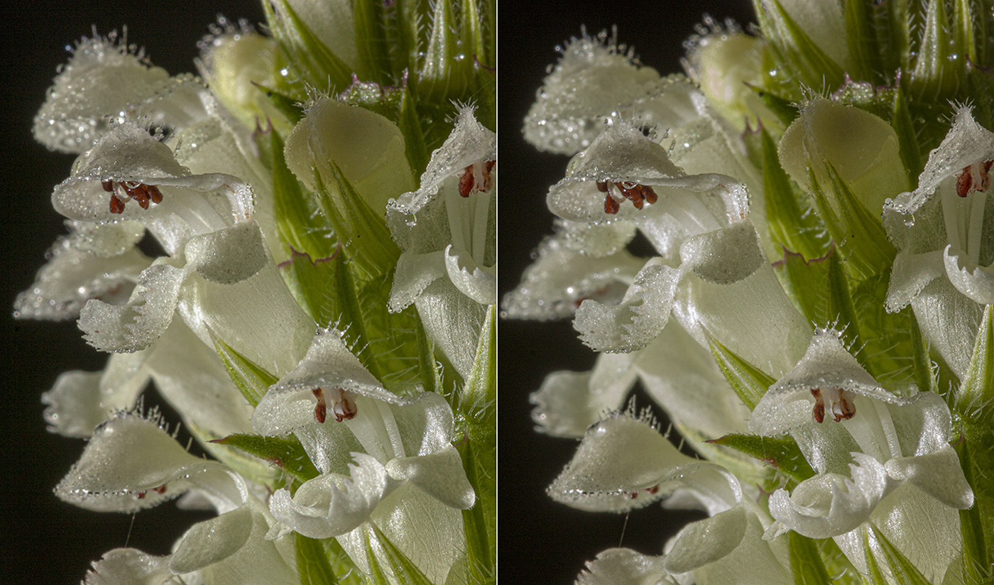 Image of Prunella laciniata specimen.