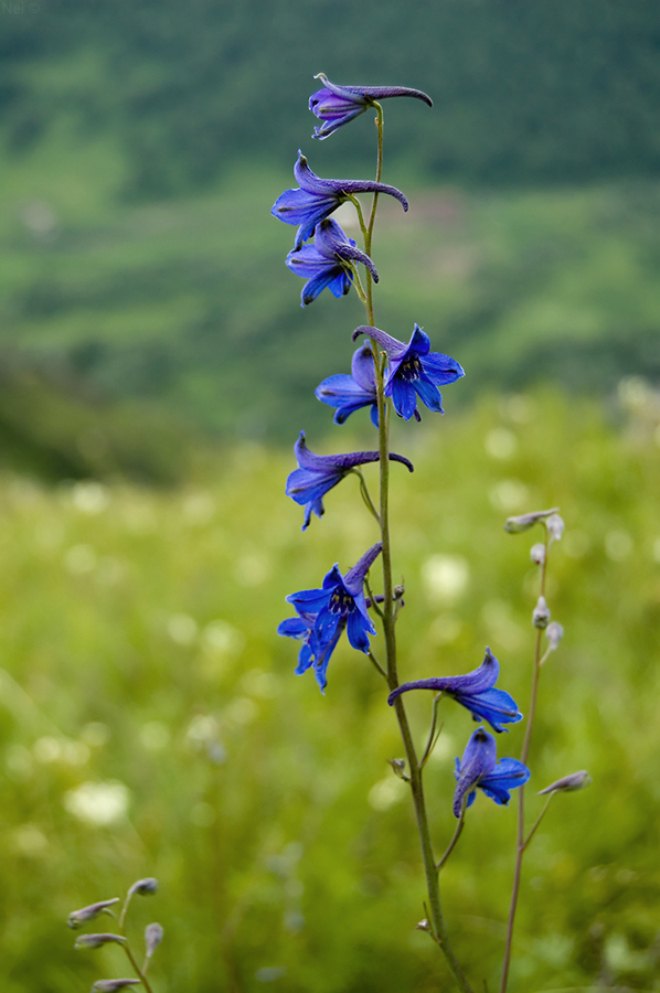 Image of Delphinium laxiflorum specimen.