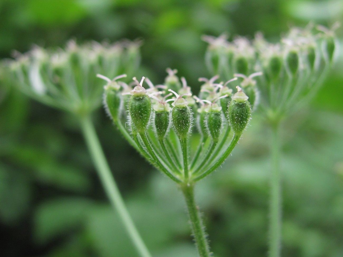 Изображение особи Heracleum chorodanum.