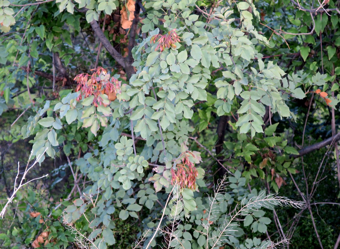 Изображение особи Fraxinus ornus.