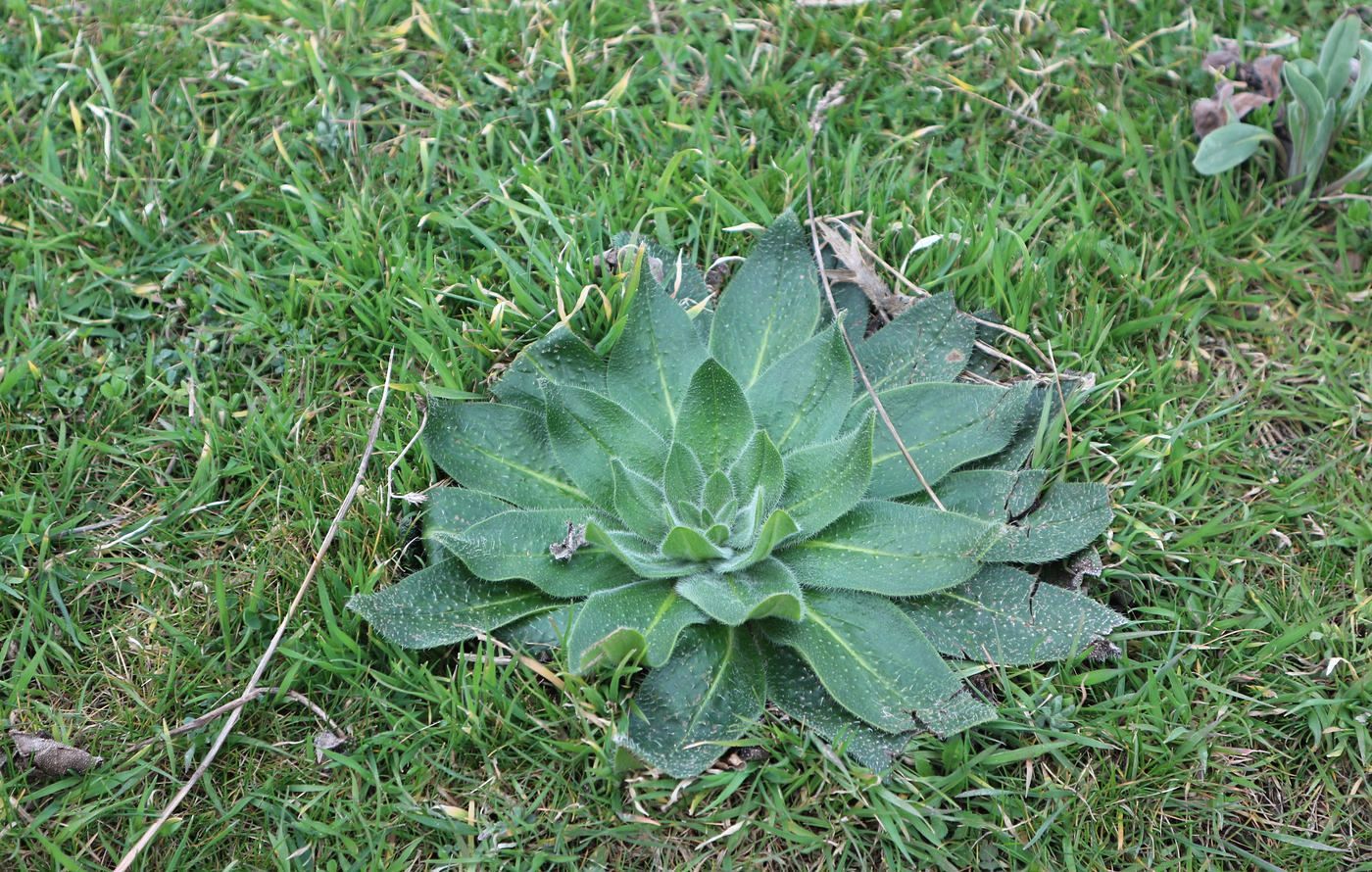 Изображение особи род Echium.