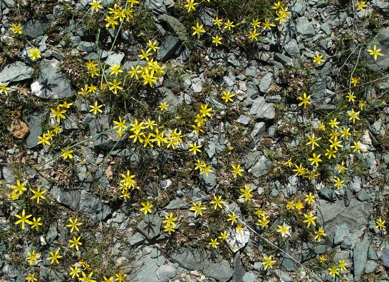 Image of Gagea bulbifera specimen.