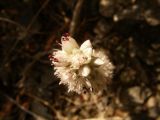 Orostachys thyrsiflora