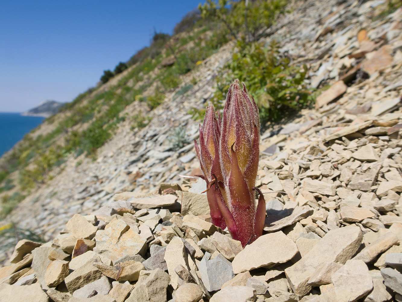 Изображение особи Orobanche laxissima.