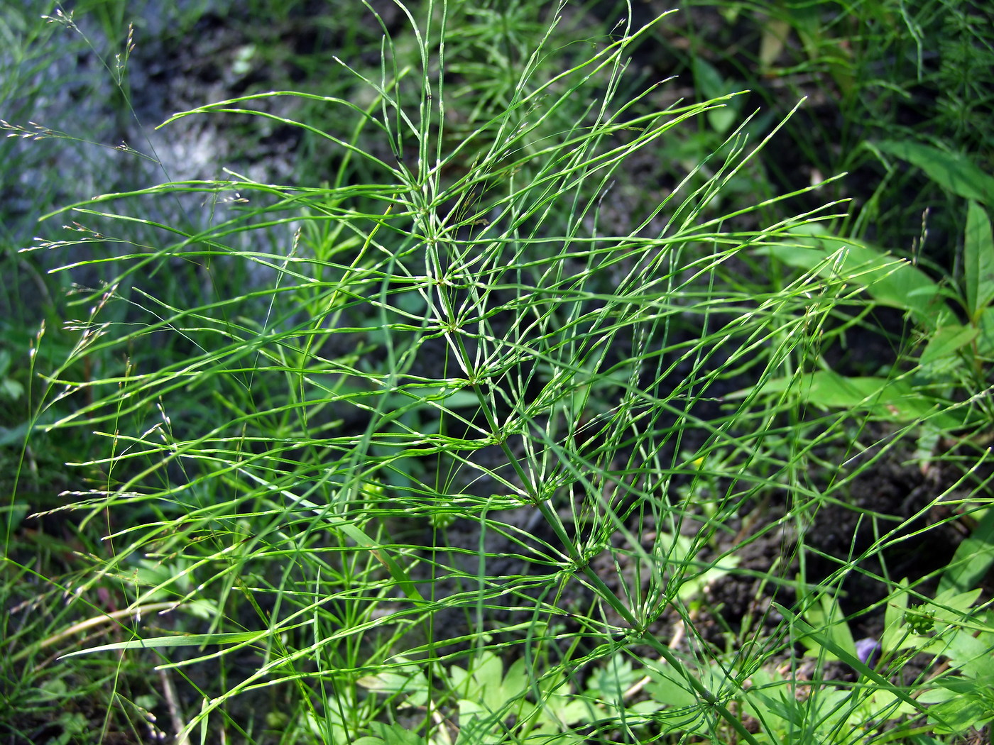 Изображение особи Equisetum pratense.