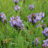 Astragalus danicus