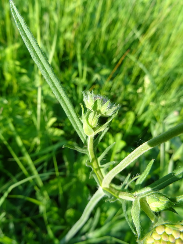 Image of Knautia arvensis specimen.