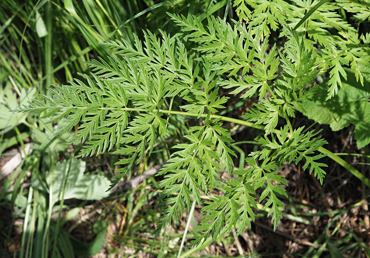 Изображение особи Anthriscus sylvestris.