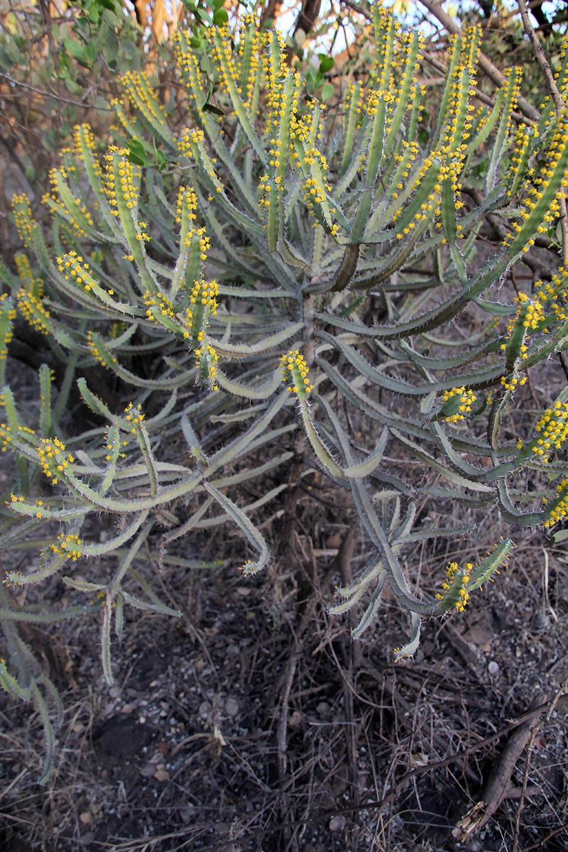 Изображение особи род Euphorbia.