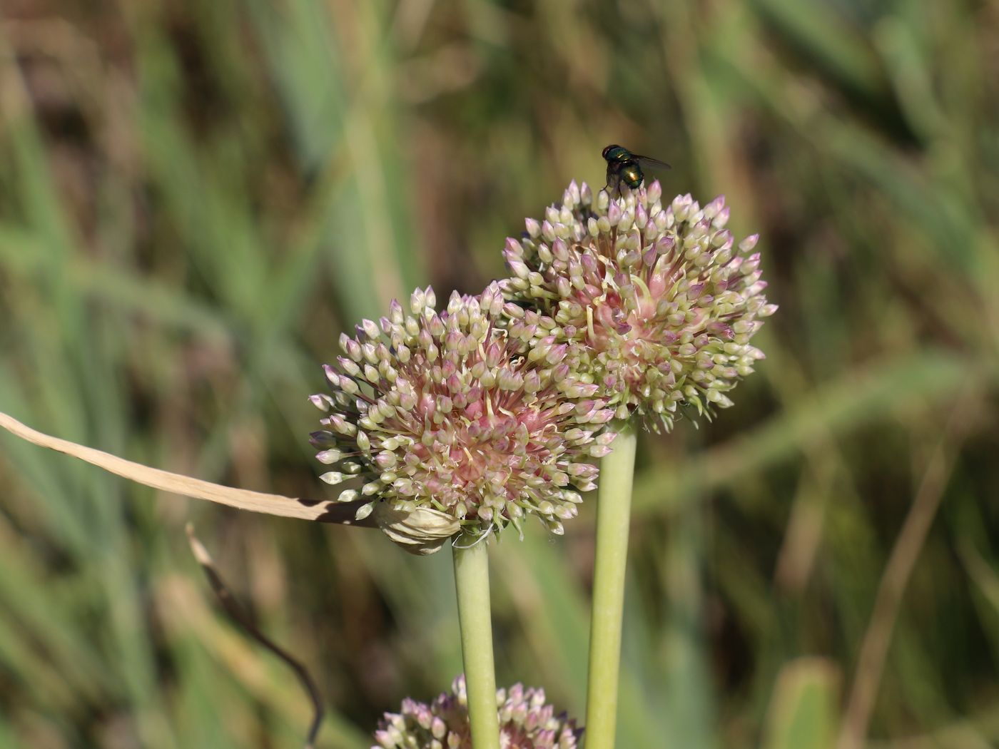 Image of Allium longicuspis specimen.