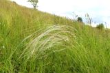 Stipa pennata