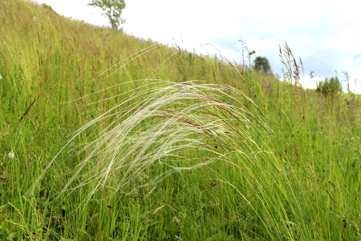 Image of Stipa pennata specimen.