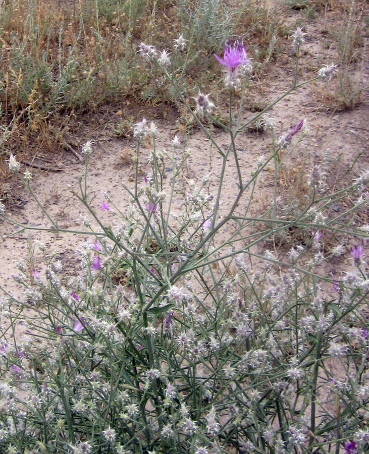 Изображение особи Centaurea pseudosquarrosa.