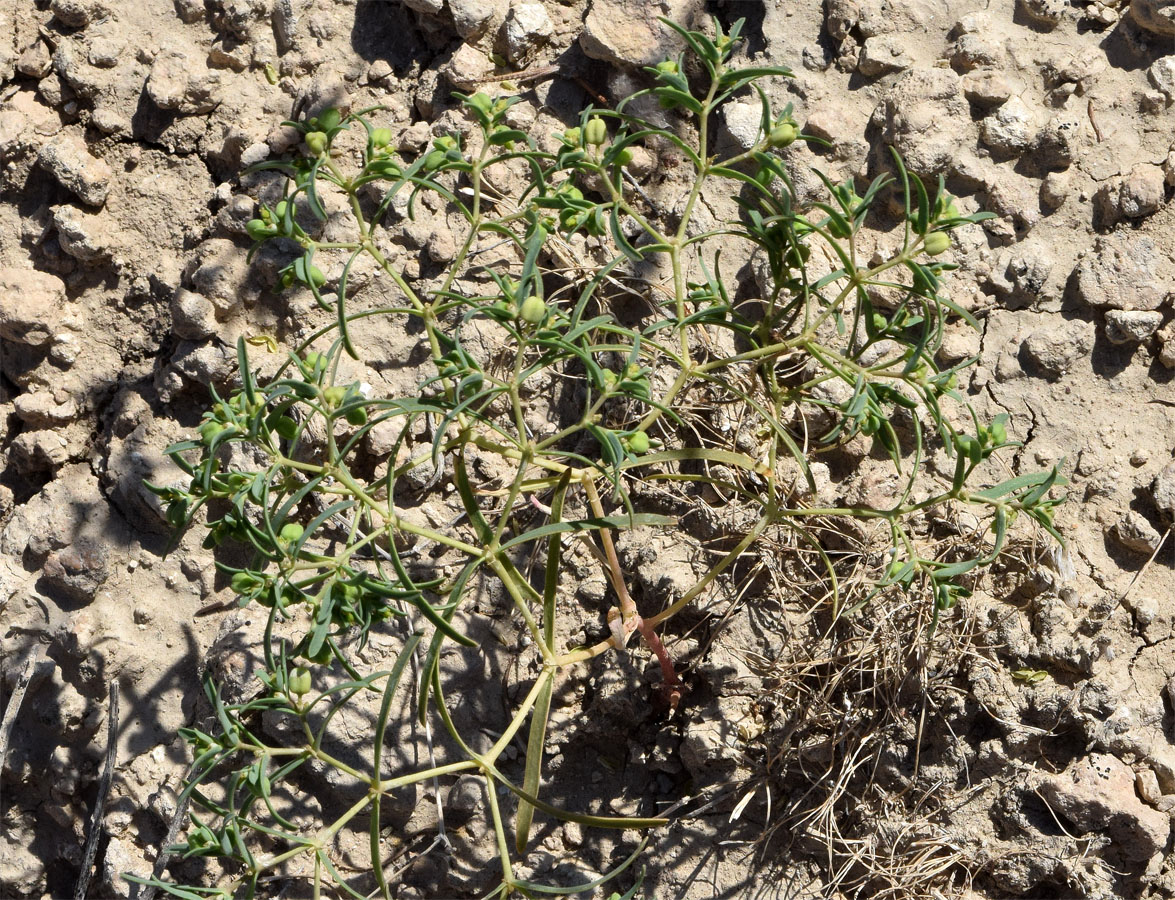 Image of Euphorbia inderiensis specimen.