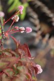 Persicaria capitata. Побеги с соцветиями. Новая Зеландия, р-н Уаикато, окр. Роторуа, лесной парк \"Whakarewarewa\". 28.12.2013.