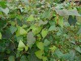 Fallopia dumetorum