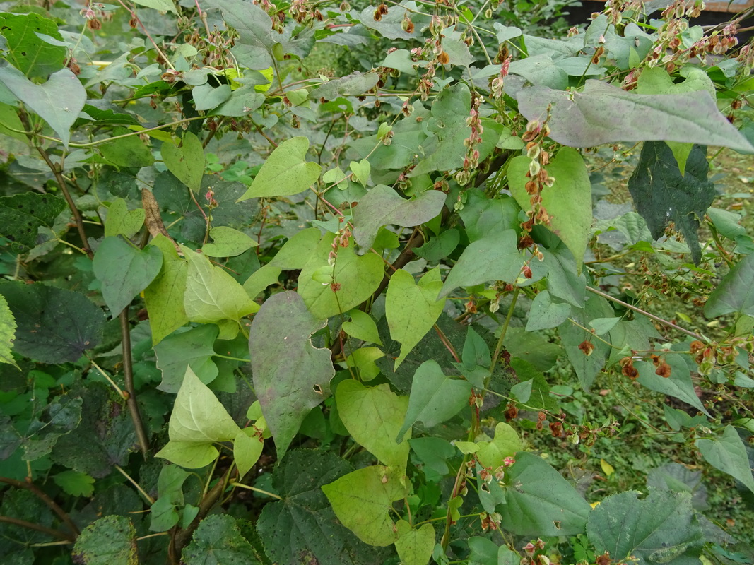 Image of Fallopia dumetorum specimen.