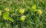 Passiflora foetida