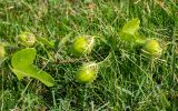 Passiflora foetida. Побег с незрелыми плодами. Израиль, г. Бат-Ям, на спуске к морю. 21.09.2022.