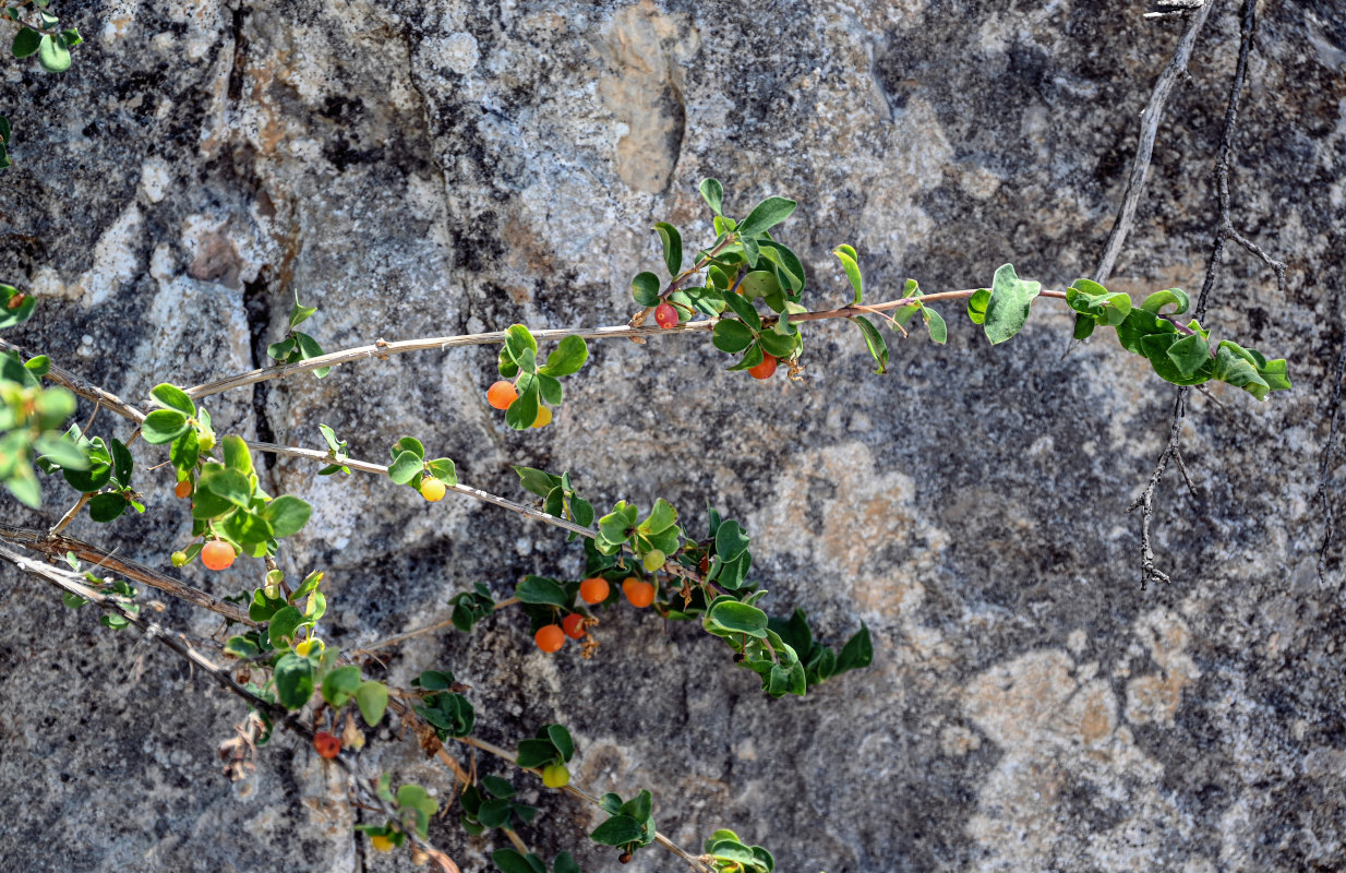 Изображение особи Lonicera microphylla.