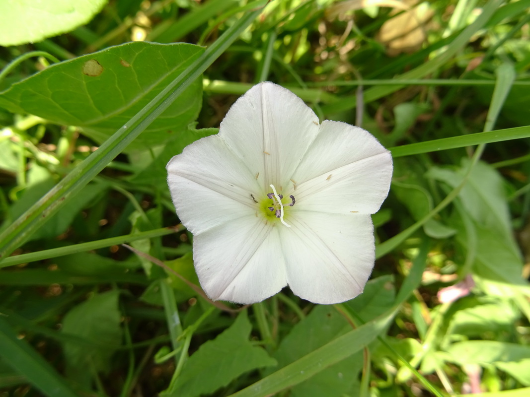 Image of Convolvulus arvensis specimen.