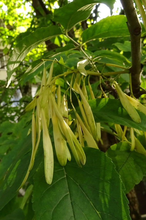 Image of Fraxinus pennsylvanica specimen.