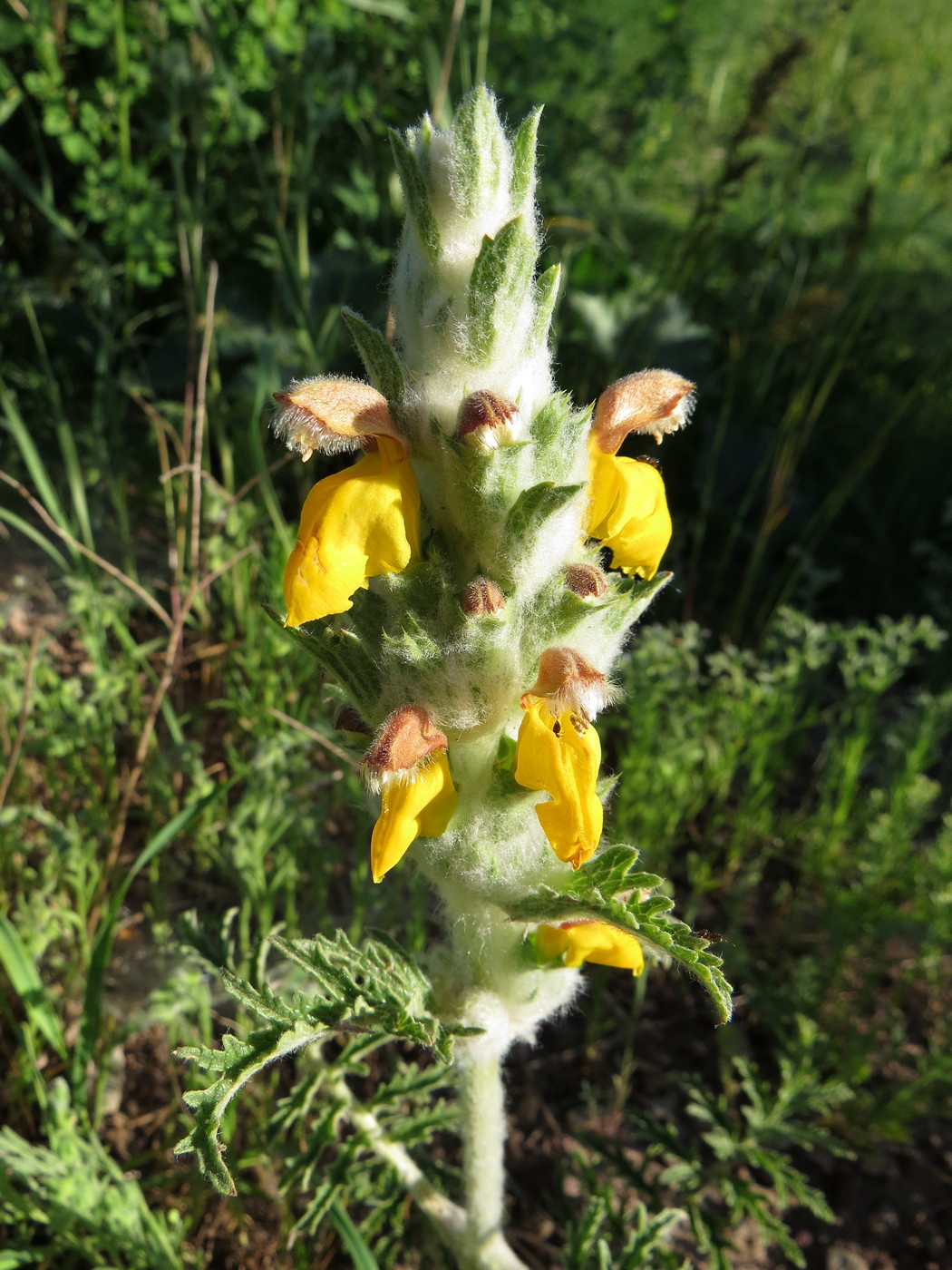 Изображение особи Phlomoides speciosa.