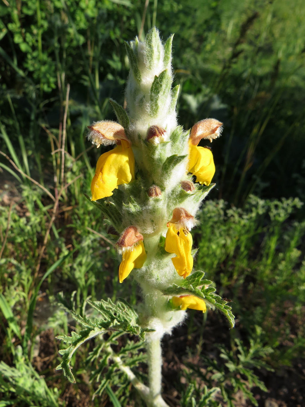 Image of Phlomoides speciosa specimen.