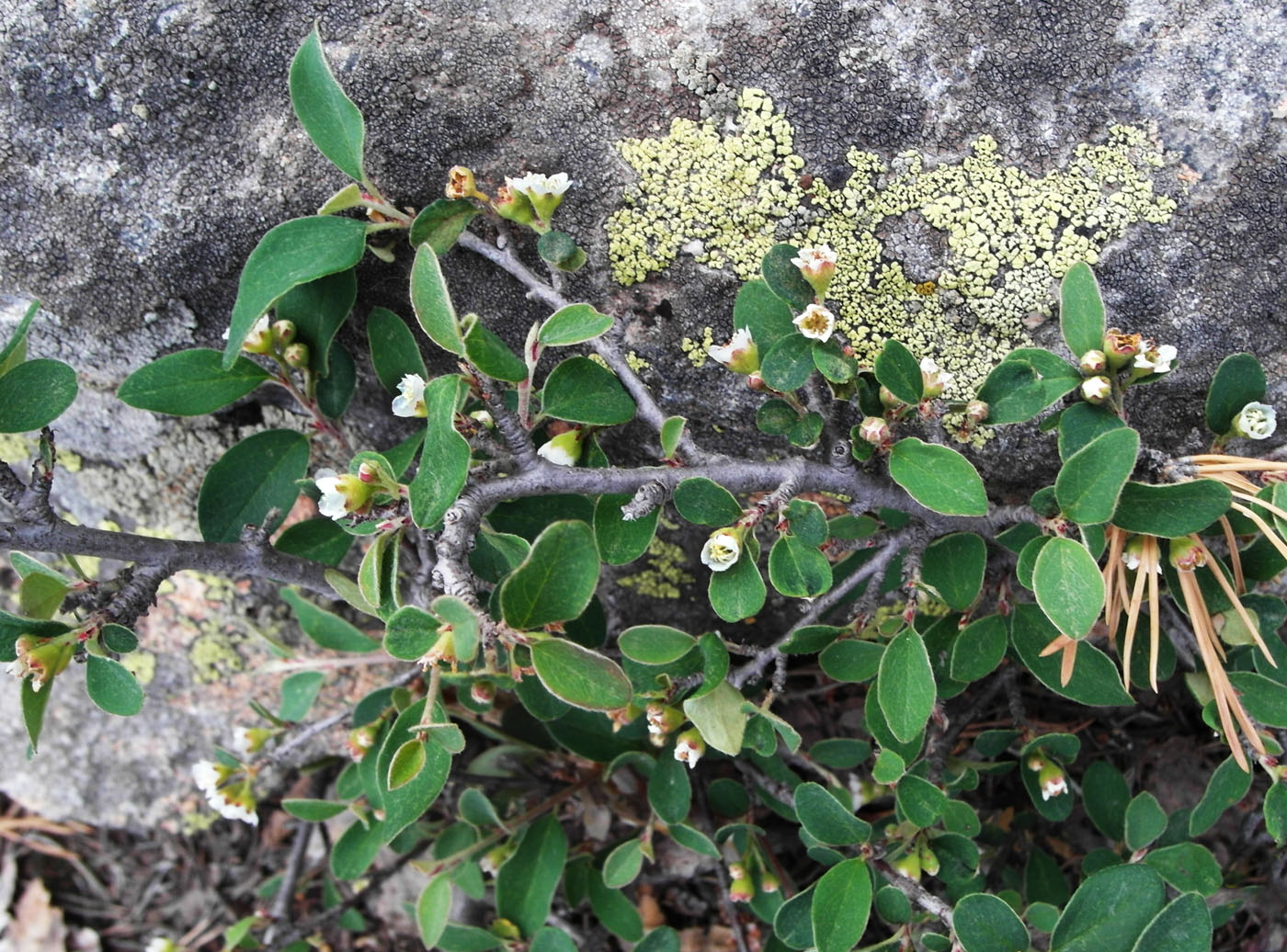 Image of Cotoneaster melanocarpus specimen.