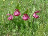 Cypripedium macranthos. Цветущие растения. Иркутская обл., Слюдянский р-н, долина р. Култучная, луг. 17.06.2019.