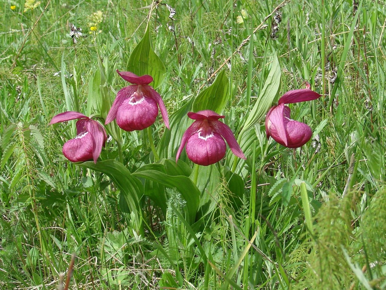 Image of Cypripedium macranthos specimen.