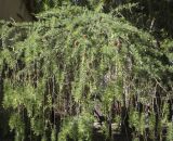 Larix &times; polonica