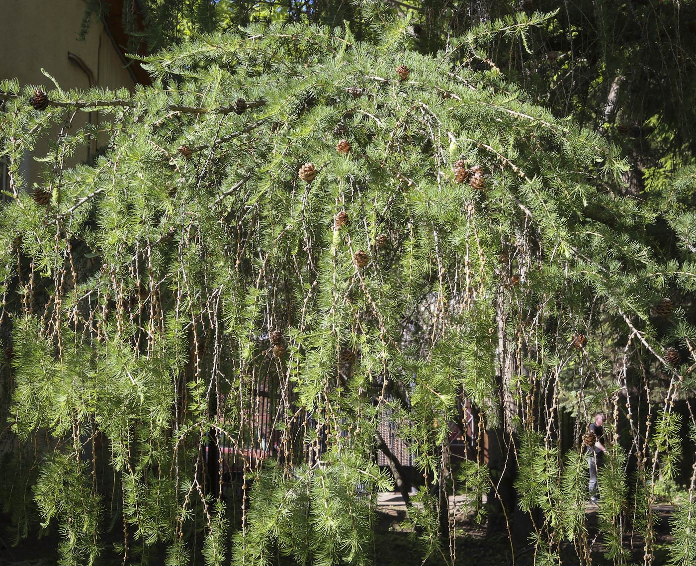 Image of Larix &times; polonica specimen.