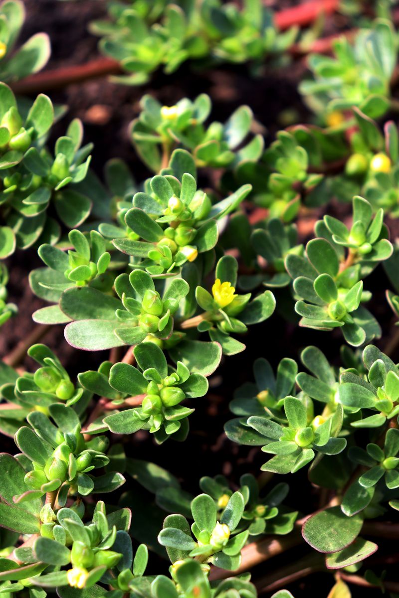 Image of Portulaca oleracea specimen.