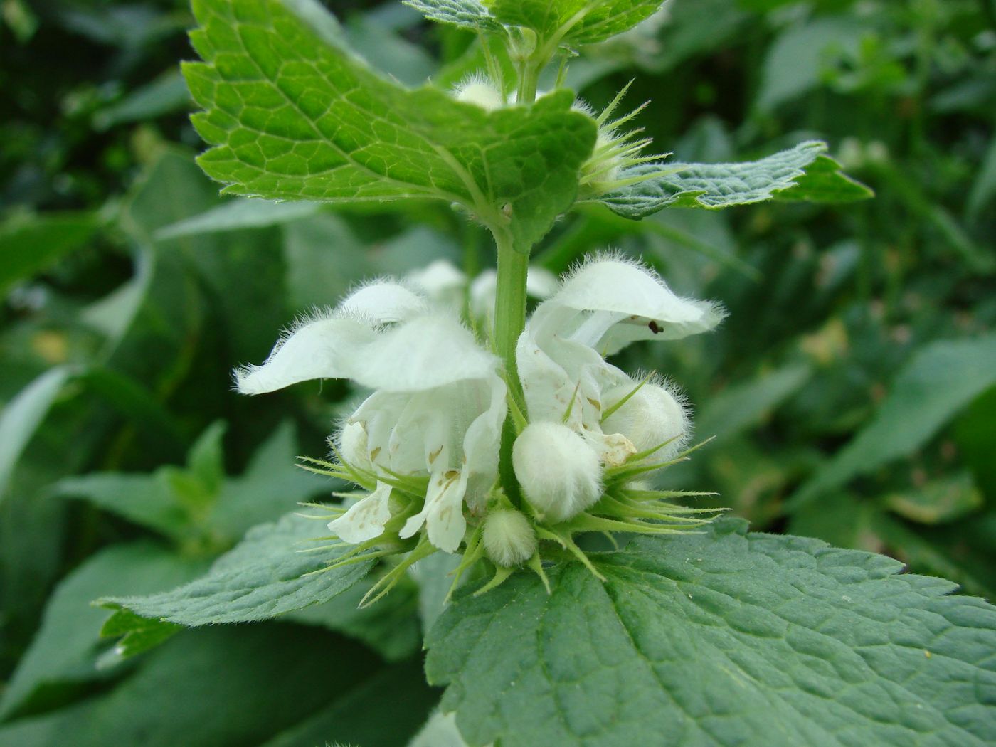 Image of Lamium album specimen.