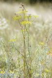 Peucedanum ruthenicum. Верхушка цветущего растения. ДНР, Донецк, Донецкое море, северный берег, степь. 26.08.2019.