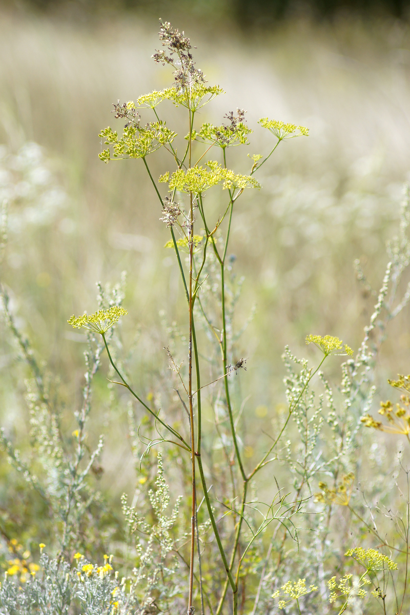 Image of Peucedanum ruthenicum specimen.