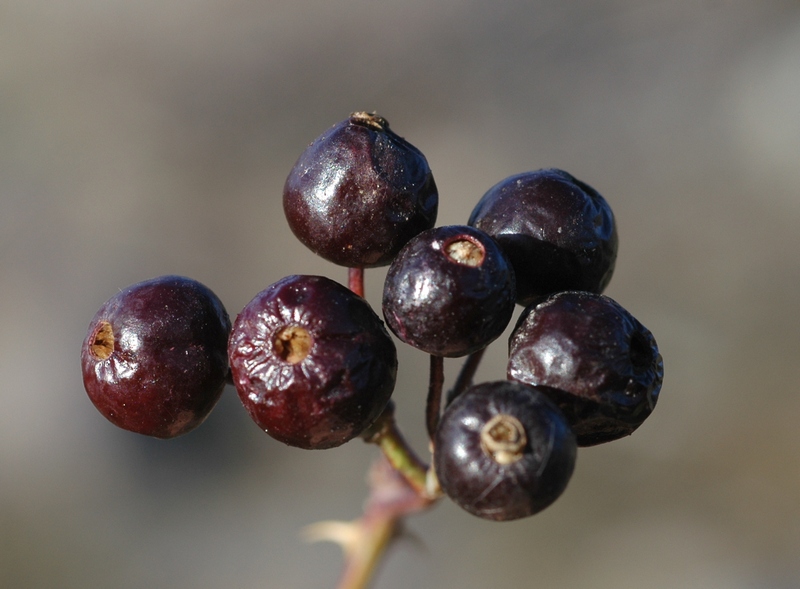 Image of Rosa silverhjelmii specimen.